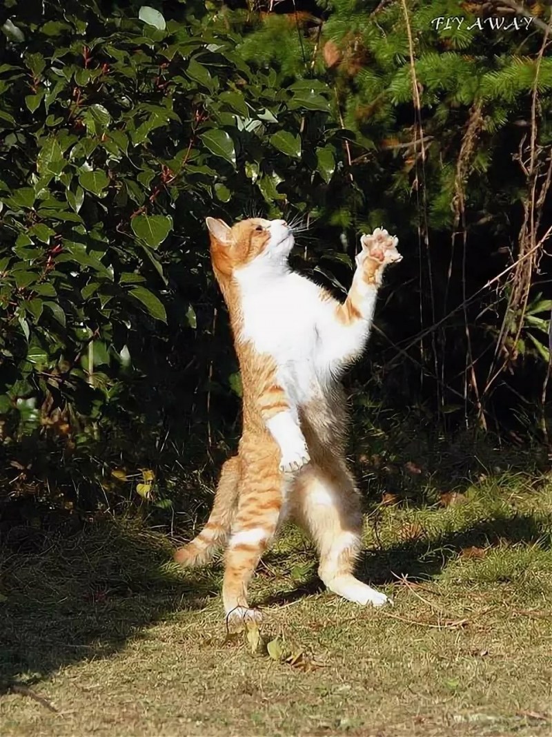 Коты на двух лапах