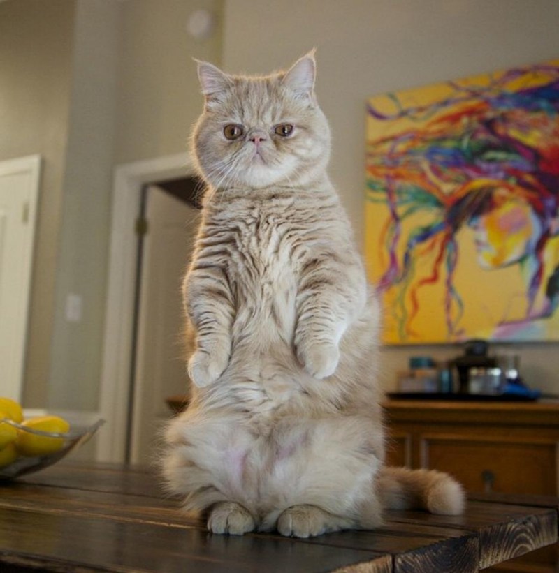 Кот стоящий на задних лапах
