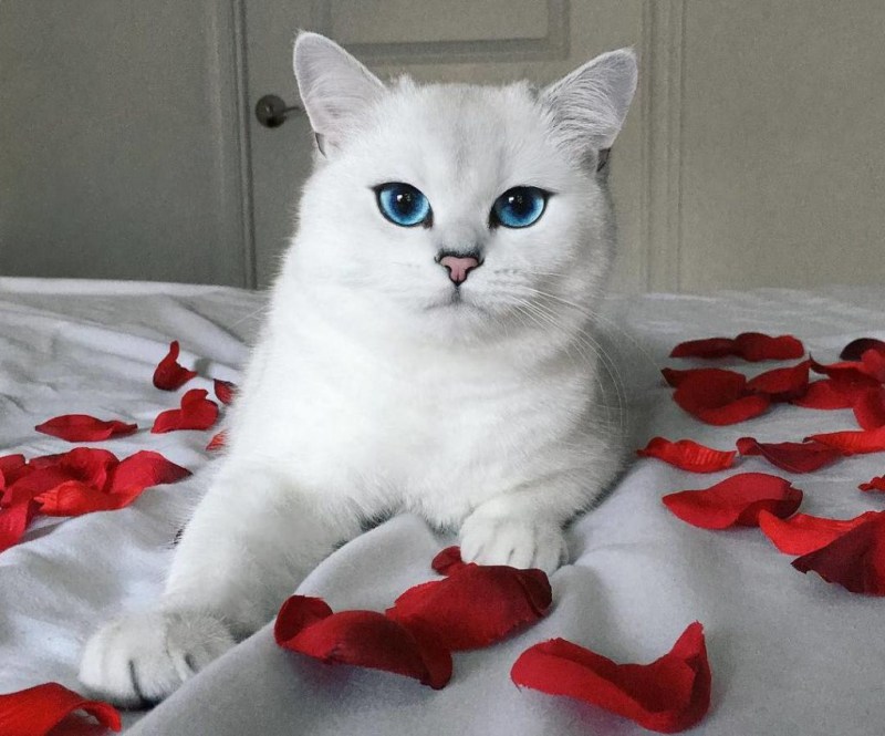 Шиншилла Пойнт Коби