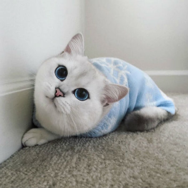 Британский кот Коби