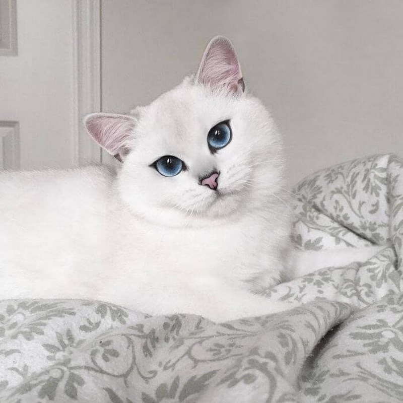 Бурмилла шиншилла