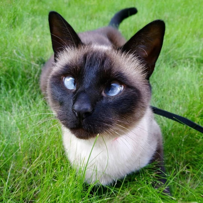 Сиамская кошка