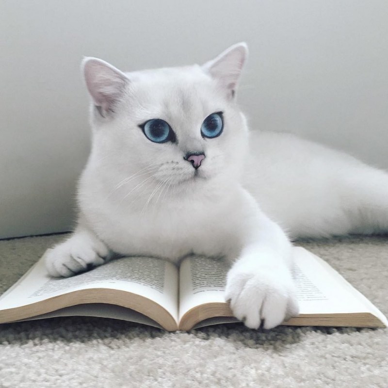 Шиншилла Пойнт Коби