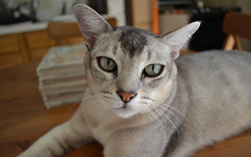 Бурмилла котенок