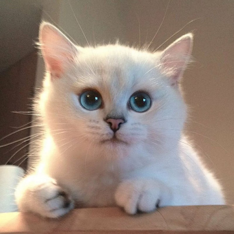 Синеглазый Коби котенок