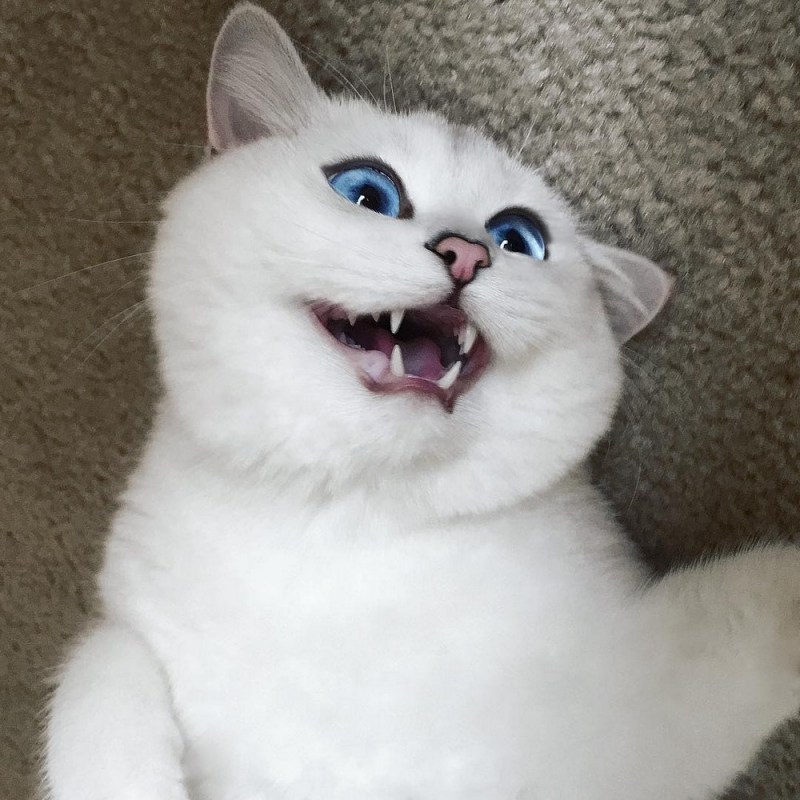 Коби кошка