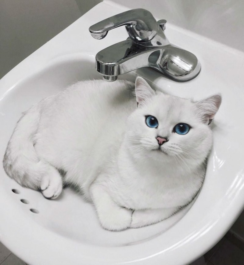 Британский кот Коби