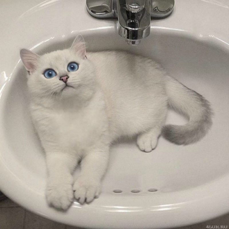 Подводка с кошкой
