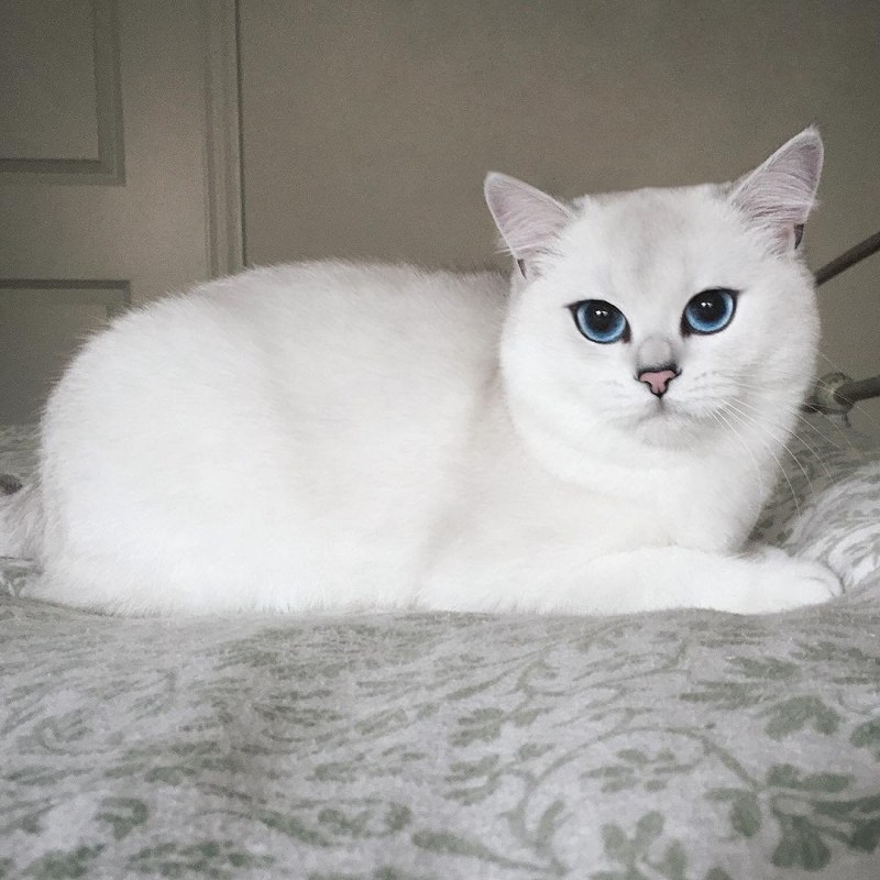 Белая Британская шиншилла Коби