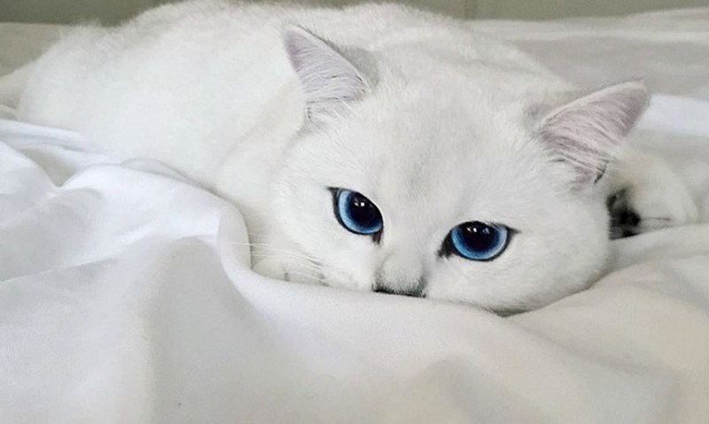 Белый кот с синими глазами