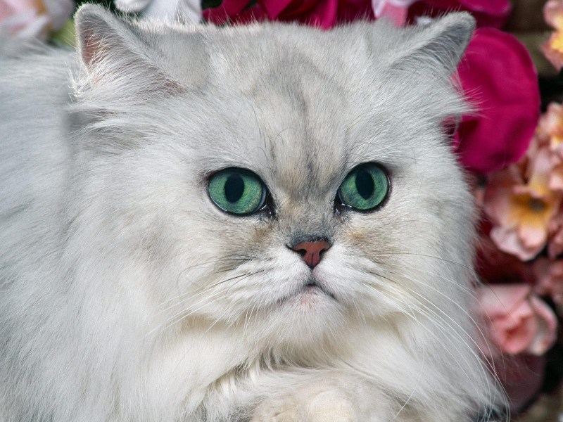 Персидская голубая шиншилла