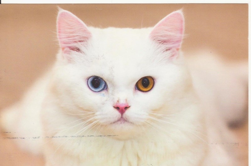 Кот као мани