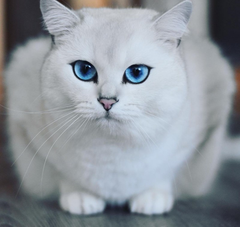 Белая кошка с голубыми глазами