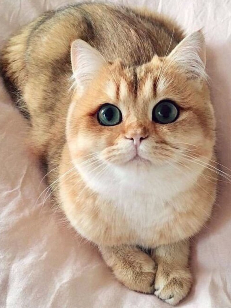 Самый милый кот в мире