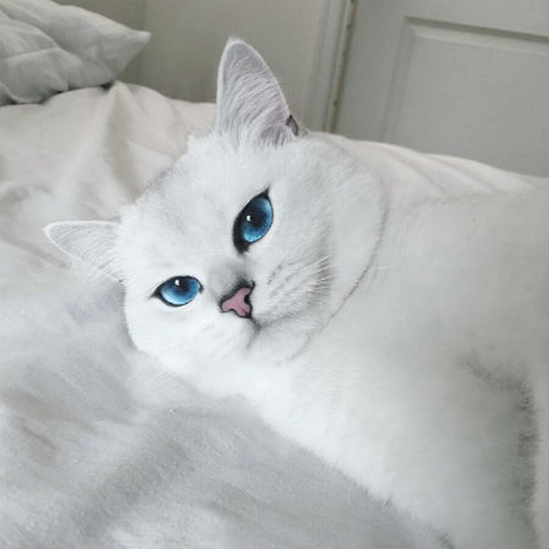 Шиншилла Пойнт Коби