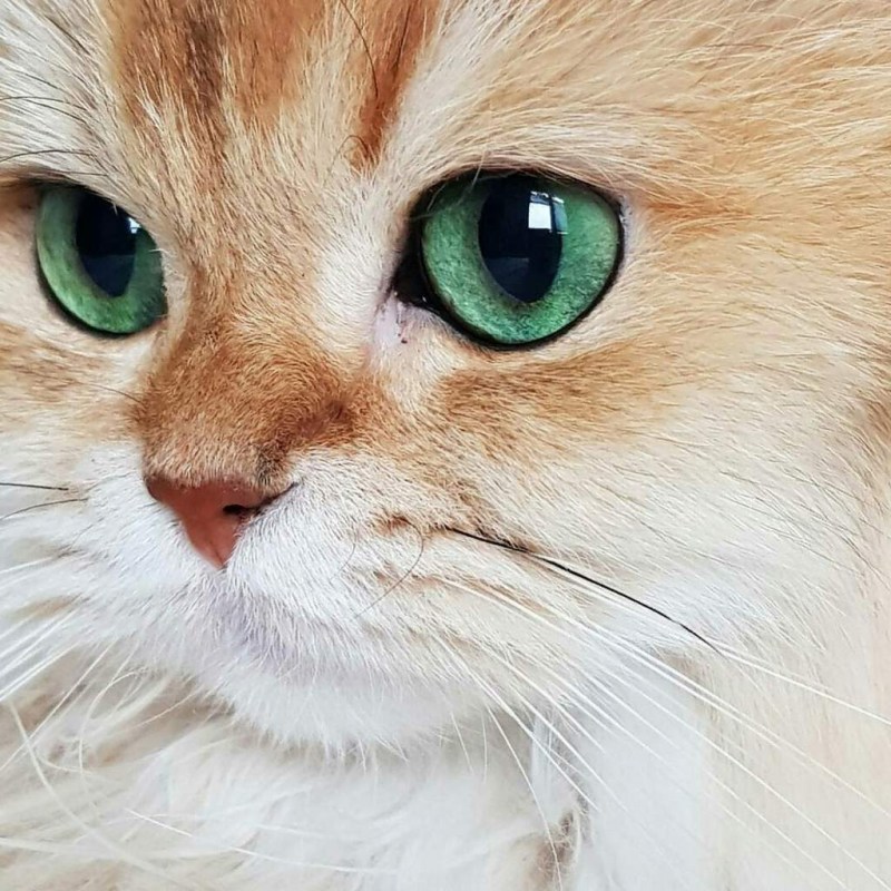 Рыжий кот с изумрудными глазами