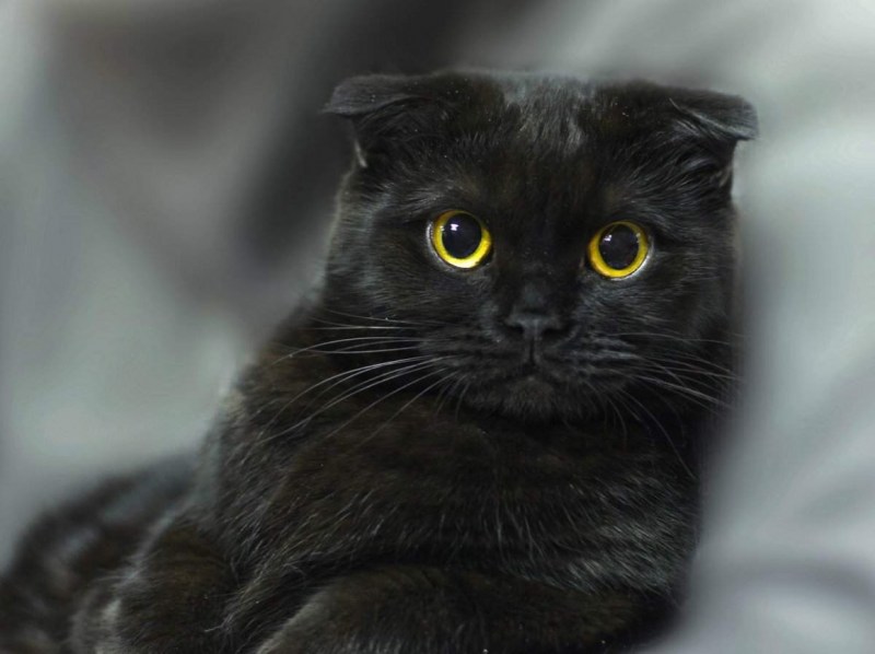 Шотландская вислоухая кошка черная
