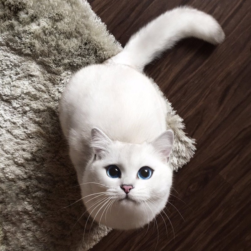 Красивая белая кошка