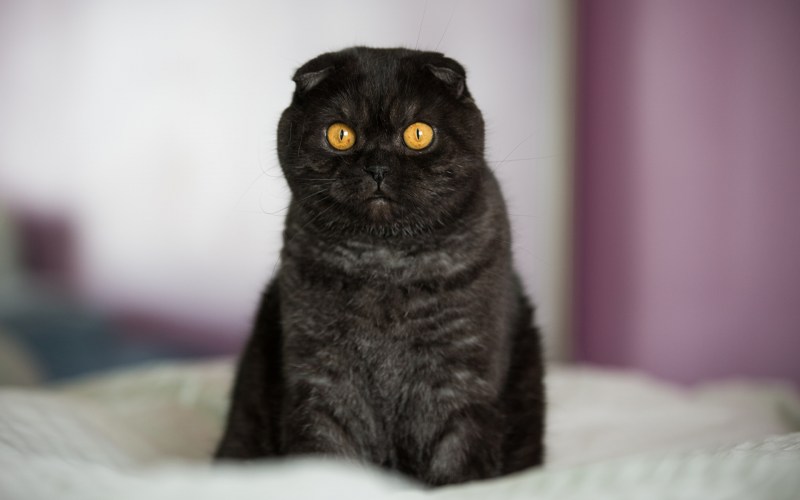 Шотландская вислоухая кошка черная