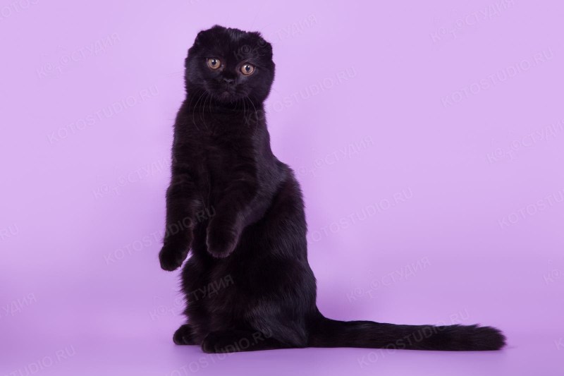Скоттиш фолд котята черные