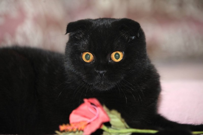 Британская вислоухая кошка черная