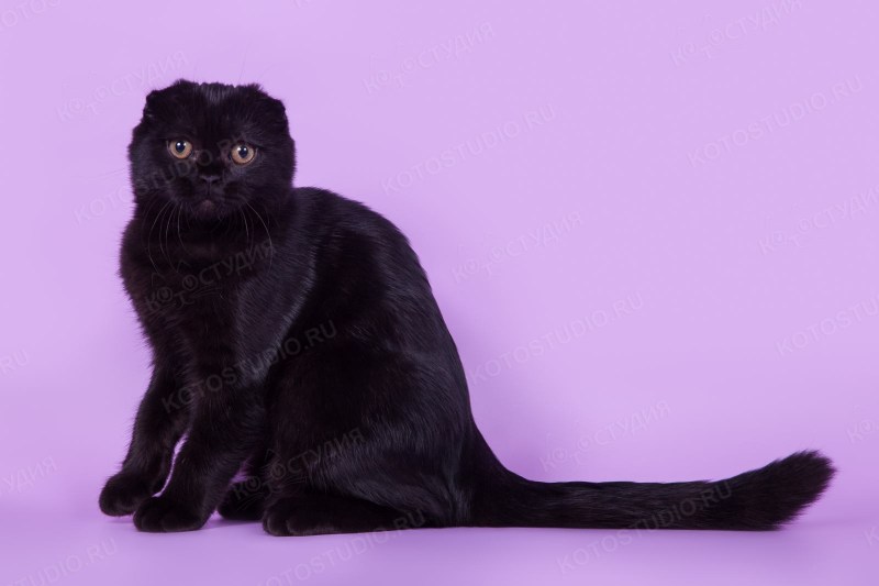 Чёрный британец кот вислоухий