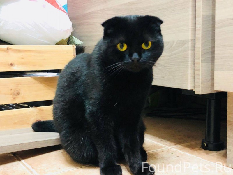Скоттиш фолд вислоухий черный