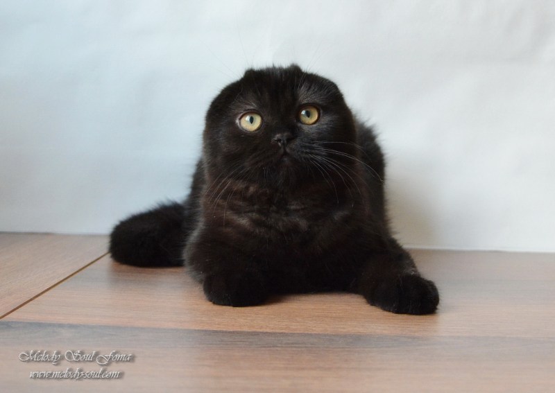 Шотландский скоттиш фолд черный окрас