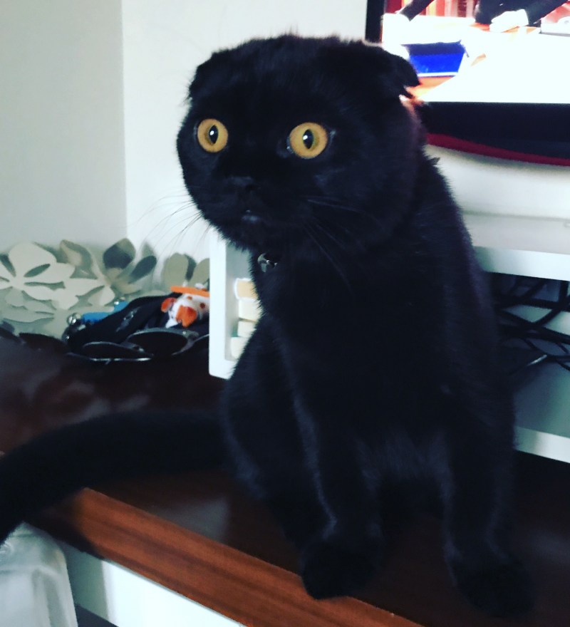 Шотландская вислоухая кошка черная