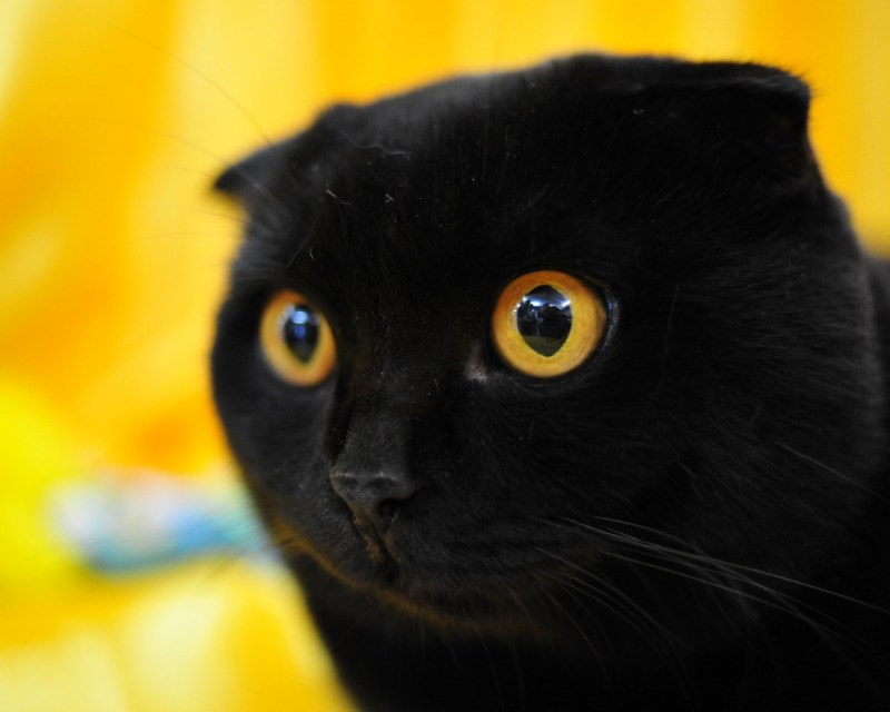 Скоттиш-фолд Шотландская вислоухая кошка черная