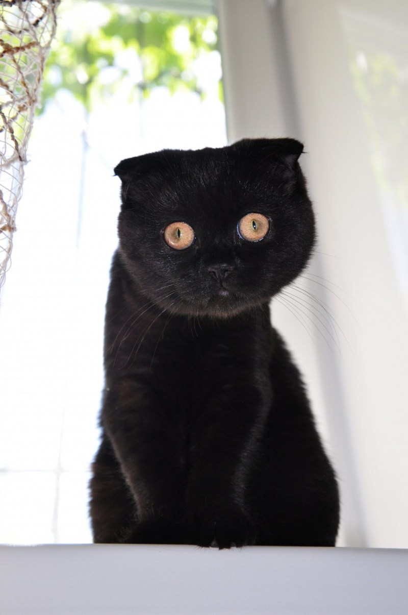 Шотландская кошка короткошерстная черная вислоухая
