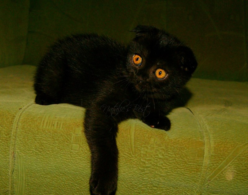 Шотландская вислоухая кошка черная
