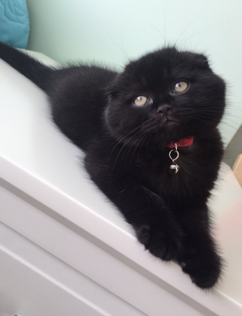 Шотландская вислоухая кошка черная