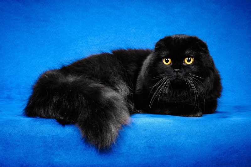 Кот Барсик черный вислоухий
