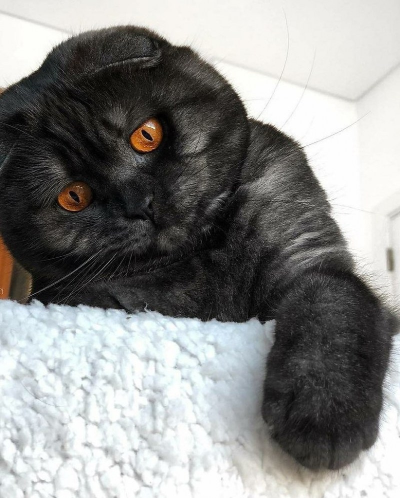 Скоттиш фолд эбони