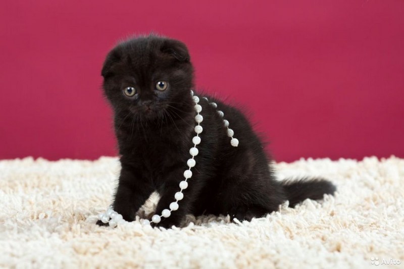 Скоттиш фолд котята черные