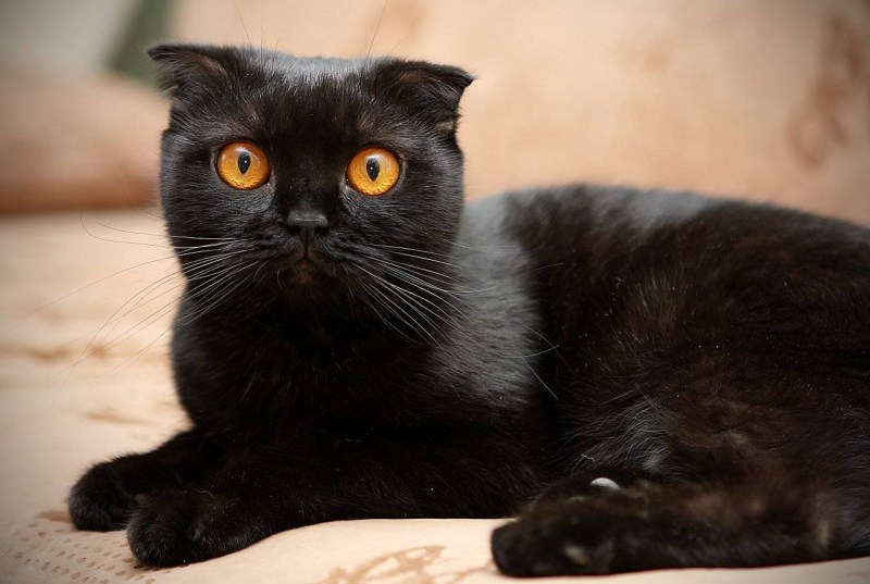 Шотландская вислоухая кошка черная