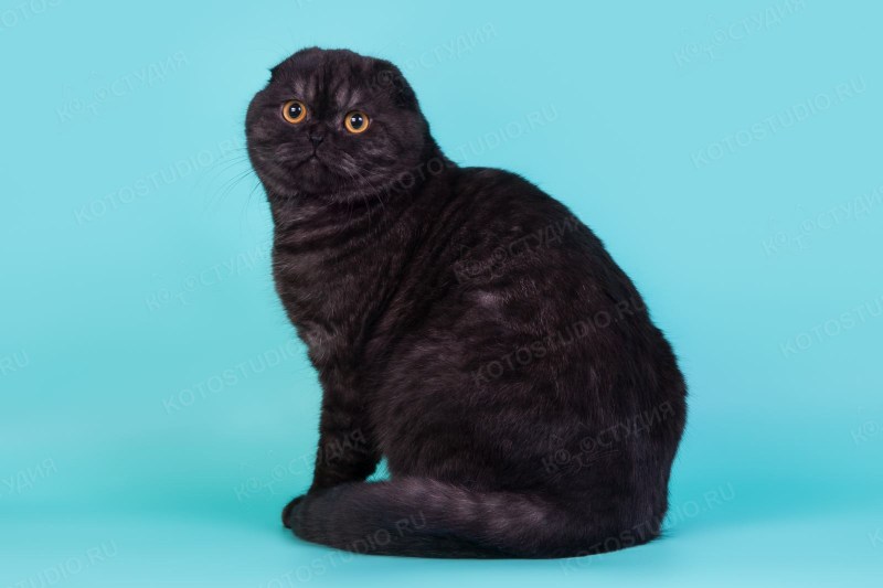 Скоттиш фолд котята черные