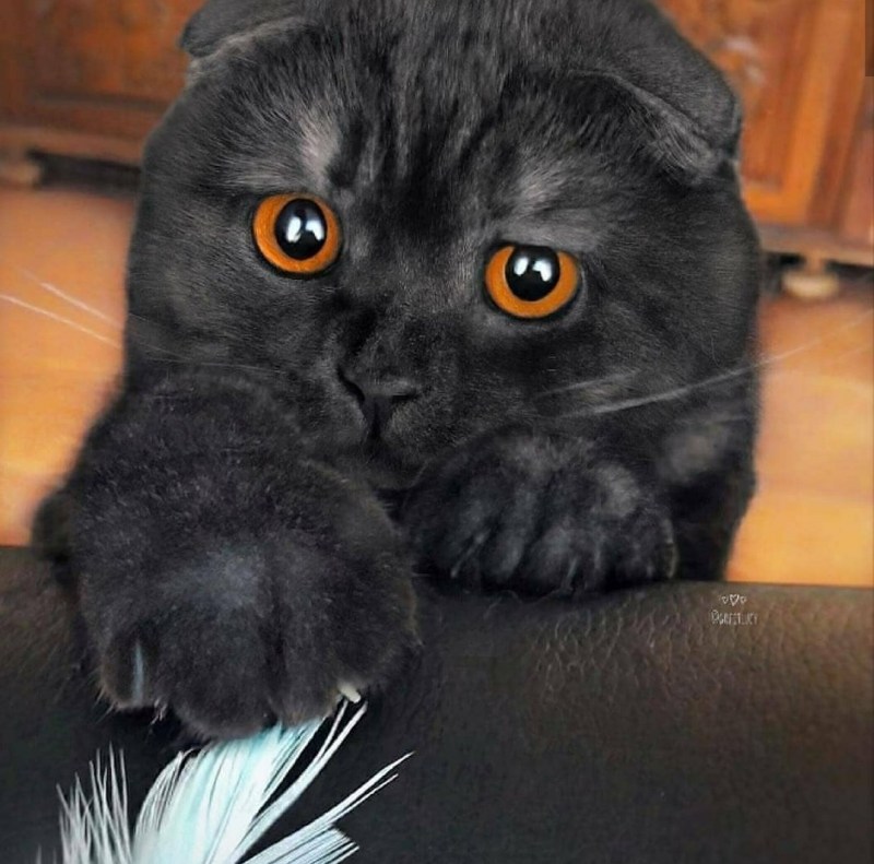 Шотландский скоттиш фолд черный