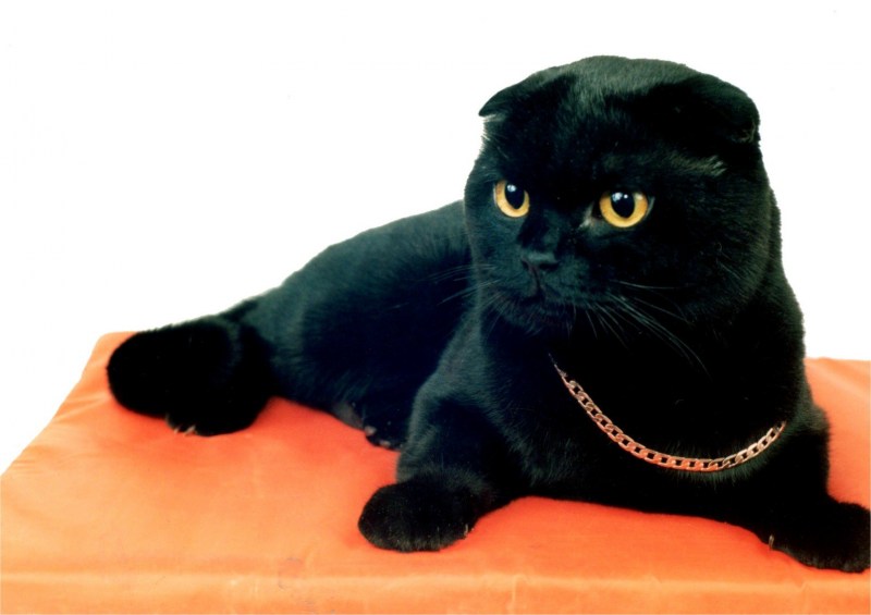 Шотландский скоттиш фолд черный