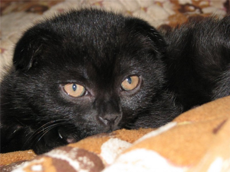 Шотландская вислоухая кошка черная