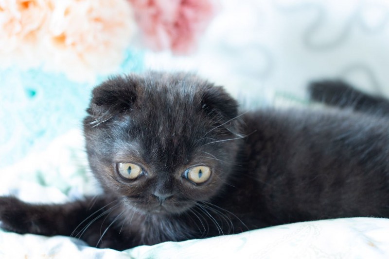 Шотландская вислоухая кошка черная котенок