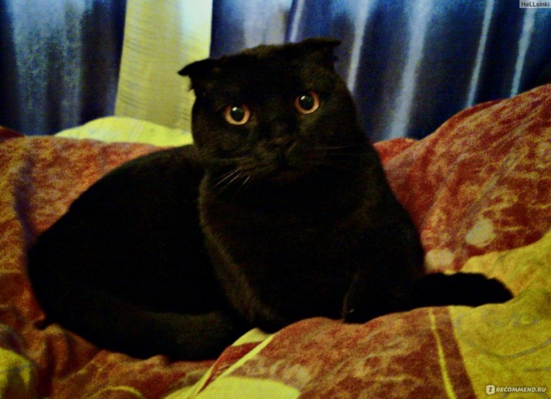 Scottish Fold Black