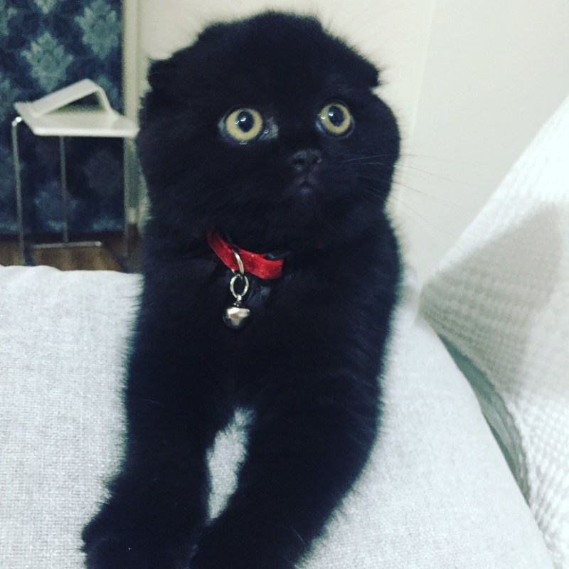 Скоттиш фолд шоколадный