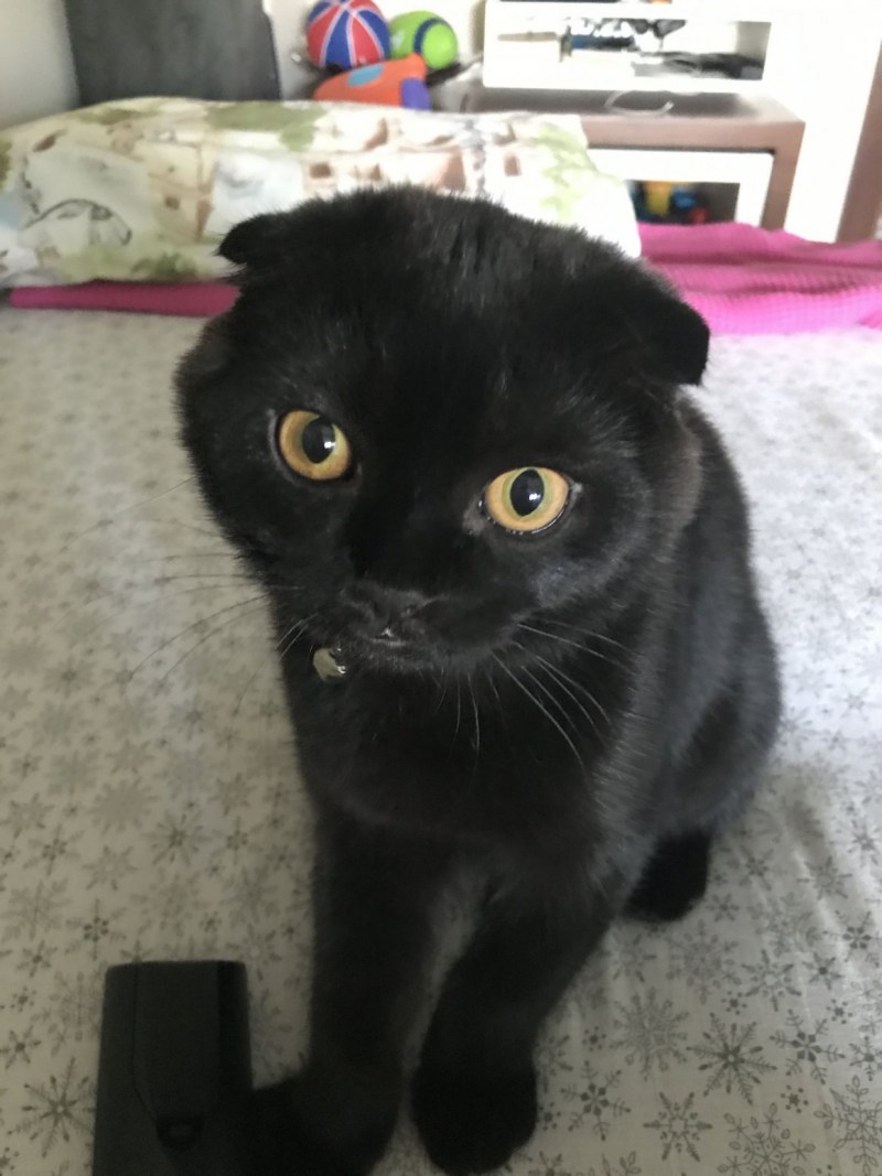 Скоттиш фолд котята черные