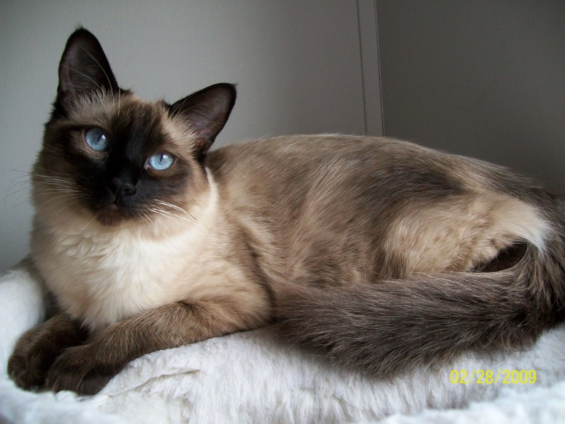 Сиамская Балинезийская кошка