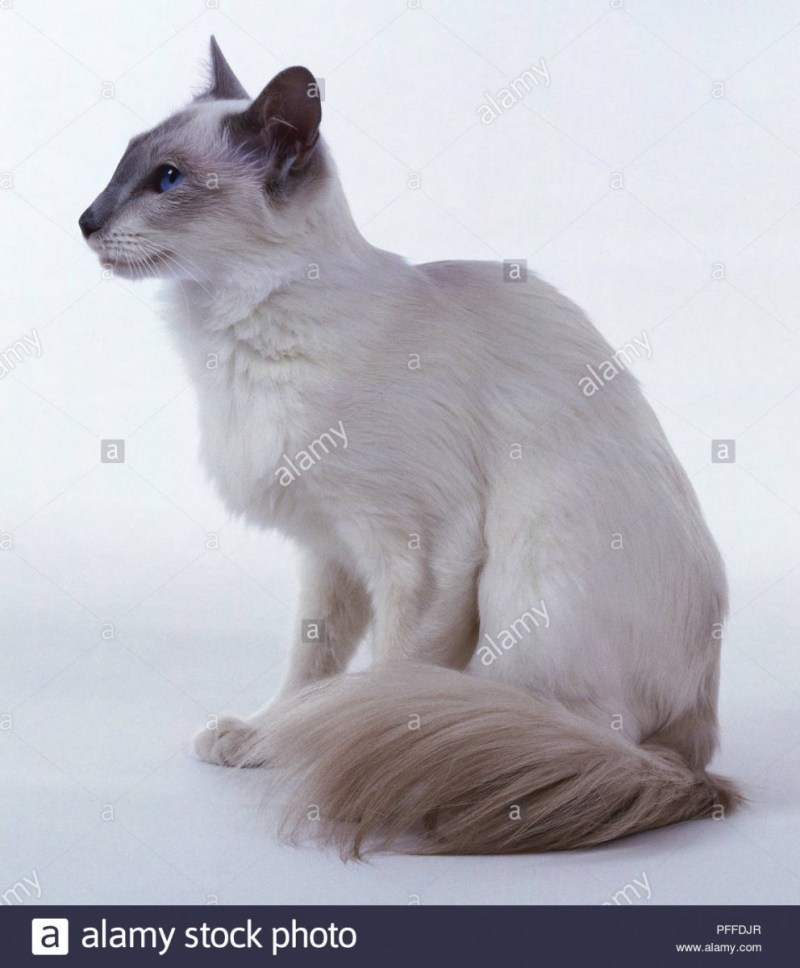 Сиамская Балинезийская кошка