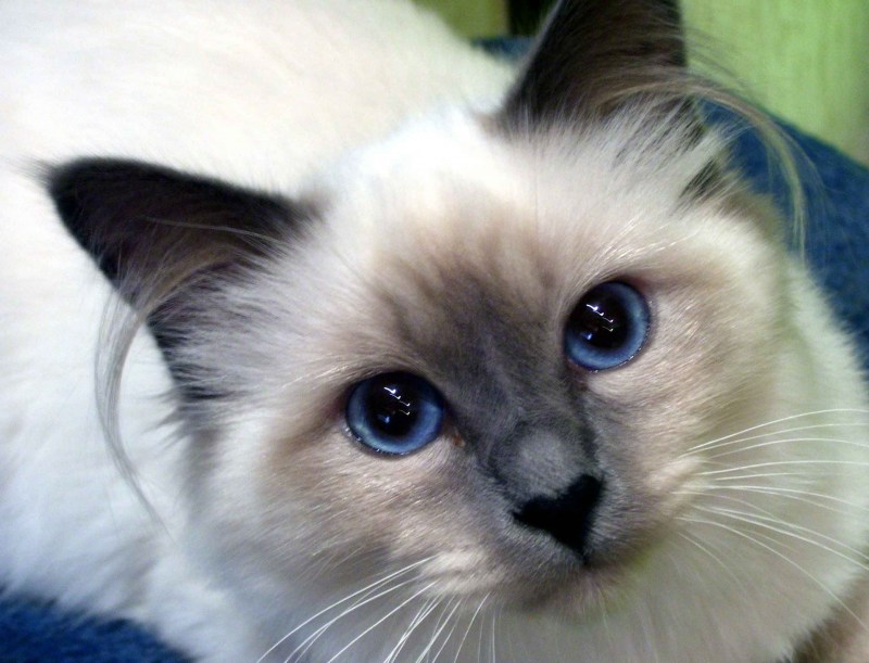 Сиамская кошка, Сингапура
