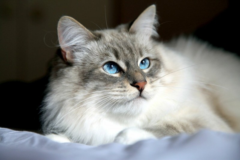 Сиамская кошка