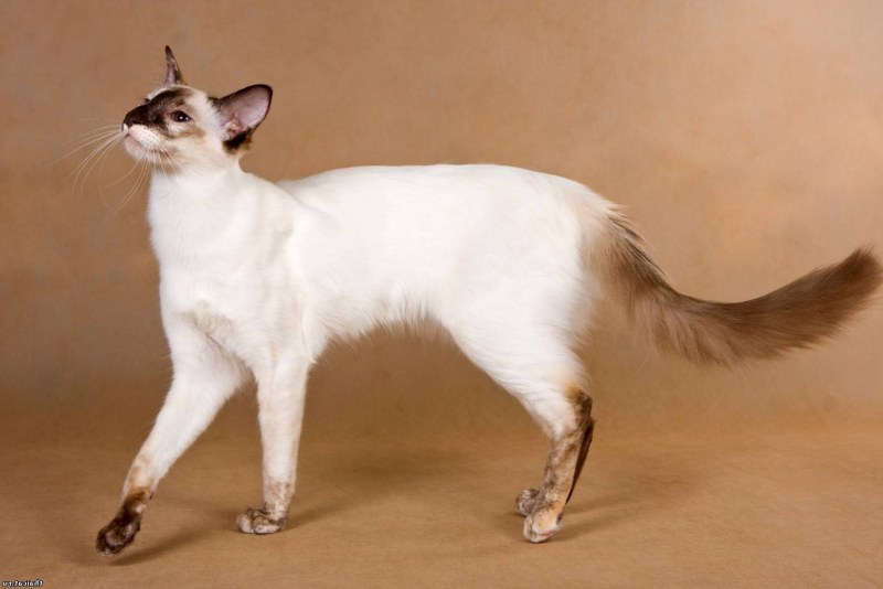 Сибирская кошка